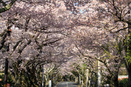 Tunnel of cherry blossoms in Izu highland, Shizuoka, Japanのeditorial素材