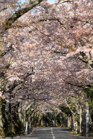 Tunnel of cherry blossoms in Izu highland, Shizuoka, Japanのeditorial素材