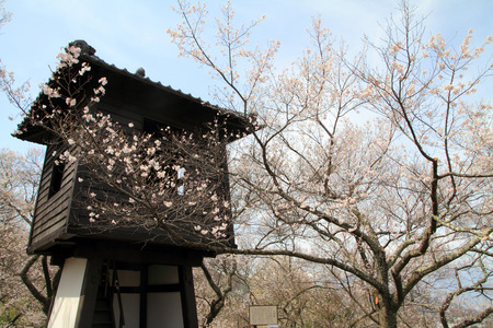Cherry blossoms in Takato, Nagano, Japanのeditorial素材