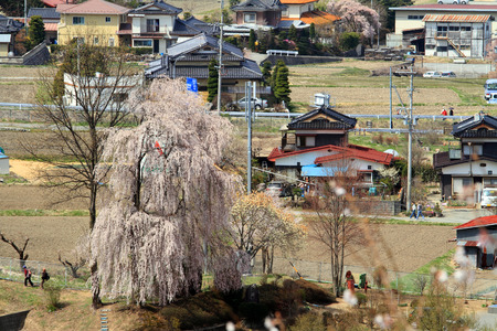 Cherry blossoms in Takato, Nagano, Japanのeditorial素材