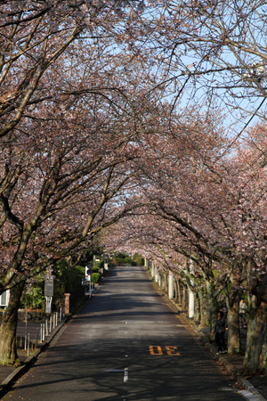 Tunnel of cherry blossom in Izu highland, Shizuoka, Japanのeditorial素材