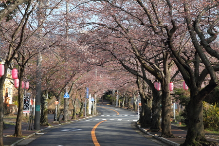 Tunnel of cherry blossom in Izu highland, Shizuoka, Japanのeditorial素材