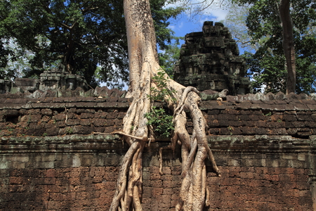 Ta Prohm in Angkorの写真素材