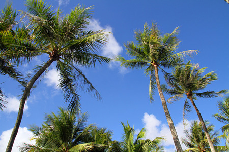 Palm treeの写真素材