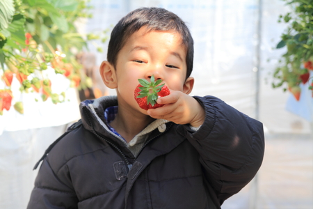 Japanese boy eating strawberry (3 years old)の写真素材