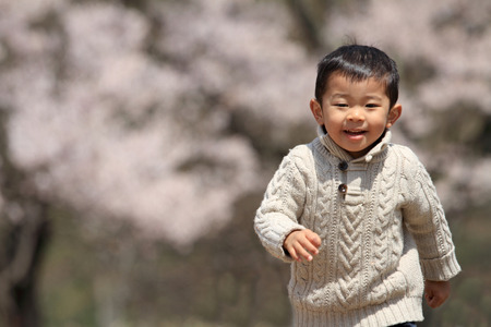 Japanese boy and cherry blossomsの写真素材
