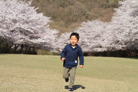 Running Japanese boy and cherry blossomsの写真素材