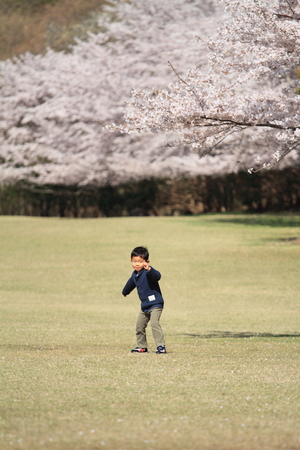 Running Japanese boy and cherry blossomsの写真素材