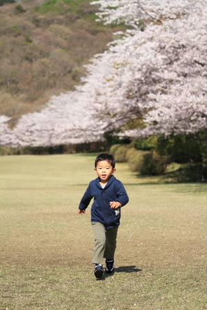 Running Japanese boy and cherry blossomsの写真素材