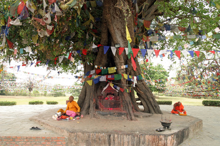 Bodhi tree in Lumbini, Nepal and monksのeditorial素材