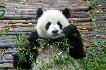Pandaの写真素材