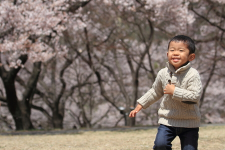 Japanese boy and cherry blossoms (3 years old)の写真素材