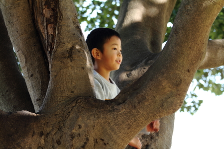 Japanese boy climbing the tree (6 years old)の写真素材