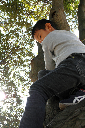 Japanese boy climbing the tree (6 years old)の写真素材