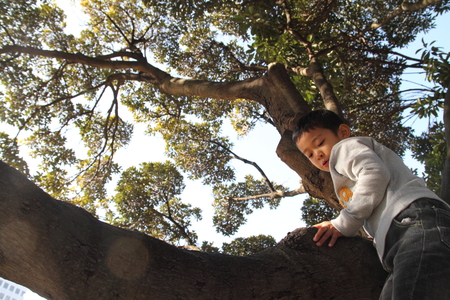 Japanese boy climbing the tree (6 years old)の写真素材
