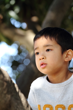 Japanese boy climbing the tree (6 years old)の写真素材