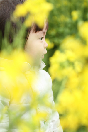 Japanese baby girl (1 year old) and yellow field mustardの写真素材