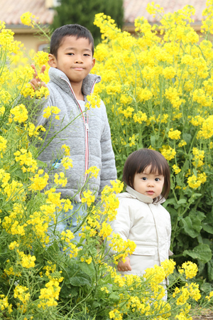 Japanese brother and sister (6 years old boy and 1 year old girl) in yellow field mustardの写真素材
