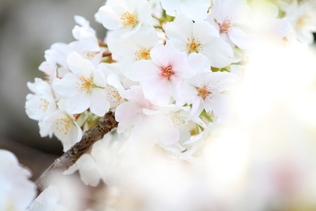 Beautiful cherry blossoms in early spring of Japanの写真素材