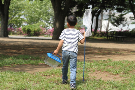 Japanese boy collecting insect (6 years old)の写真素材