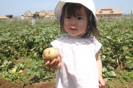 Japanese girl digging totato (1 years old)の写真素材