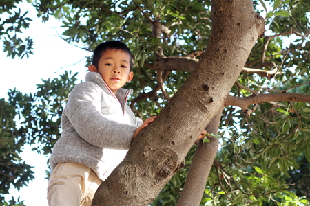 Japanese boy climbing the tree (first grade at elementary school)の写真素材