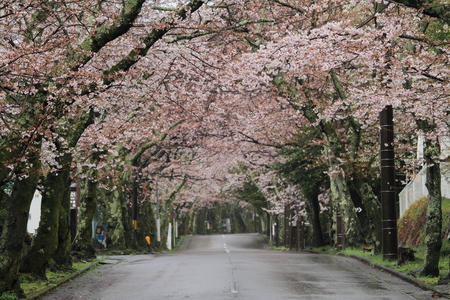 Tunnel of cherry blossoms in Izu highland, Shizuoka, Japan (rainy)の写真素材