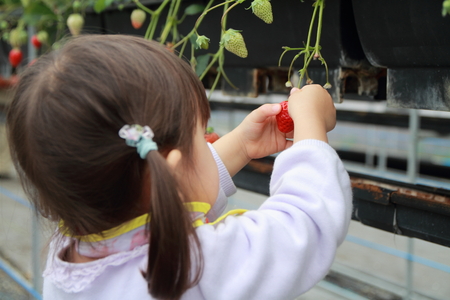 Japanese girl picking strawberry (2 years old)の写真素材