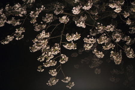 cherry trees along Ooka river, Yokohama, Japan at eveningの写真素材