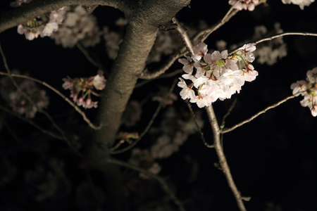 cherry trees along Ooka river, Yokohama, Japan at eveningの写真素材
