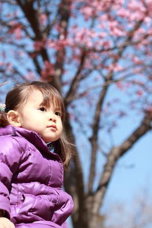 Japanese girl and cherry blossoms (2 years old)の写真素材