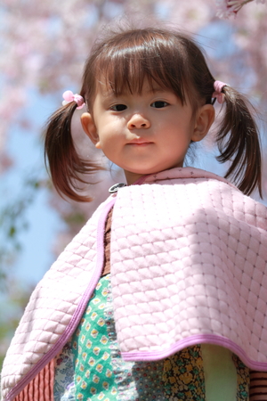 Japanese girl and cherry blossoms (2 years old)の写真素材