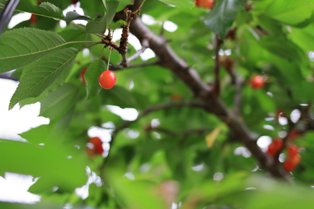 cherryの写真素材