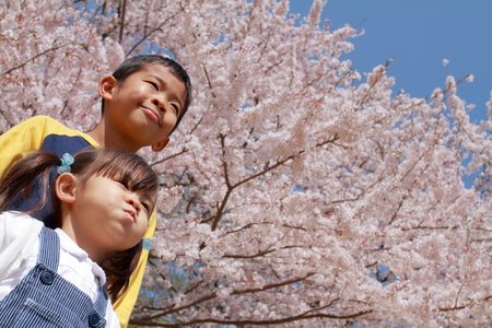 Japanese brother and sister with cherry blossoms (8 years old boy and 3 years old girl)の写真素材