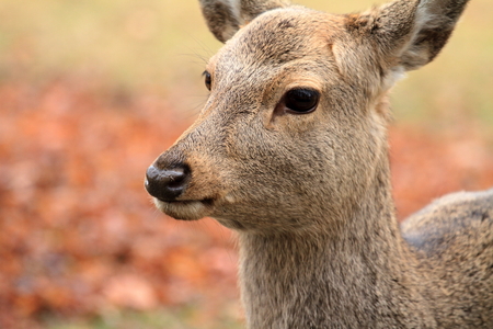 wild deer in Nara park, Nara, Japan
の写真素材
