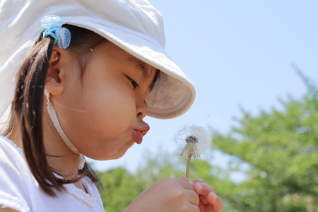 Japanese girl blowing dandelion seeds under the blue sky (3 years old)の写真素材