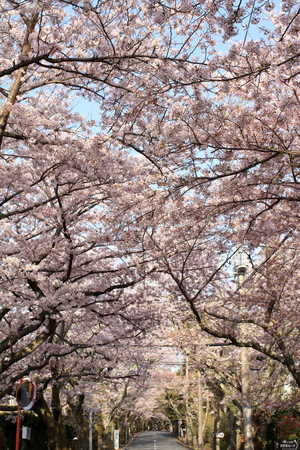 tunnel of cherry blossoms in Izu highland, Shizuoka, Japanの写真素材