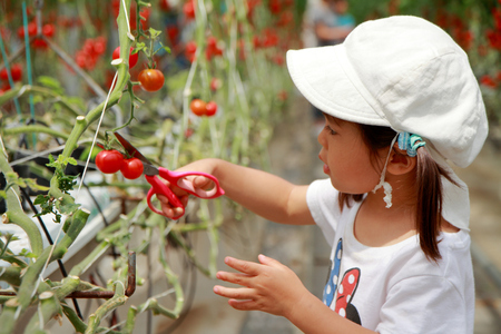Japanese girl picking cherry tomato (3 years old)の写真素材