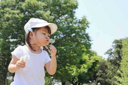 Japanese girl blowing dandelion seeds under the blue sky (3 years old)の写真素材