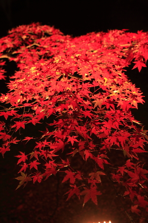 illuminated autumn leaves in Shuzenji, Shizuoka, Japanの写真素材