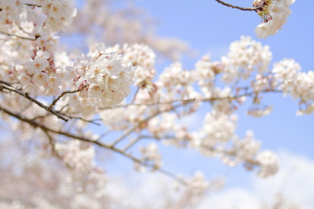 cherry blossom at Inatori highland, Higashi Izu, Shizuoka, Japanの写真素材