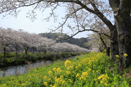 row of cherry blossom trees and field of rapeseed along riverbank of Naka river, Izu, Japanの写真素材