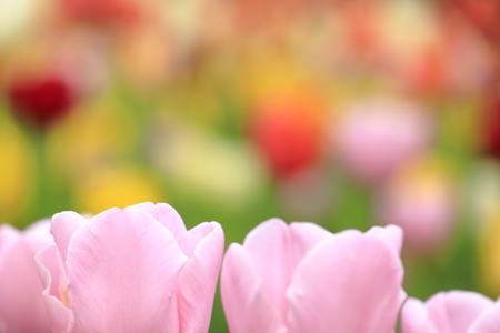 tulip field (pink)の写真素材