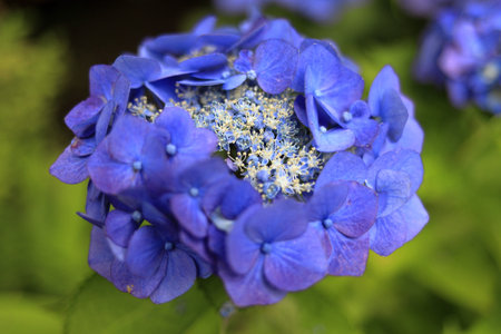 hydrangea in Kamakura, Kanagawa, Japan (one bluish purple flower)