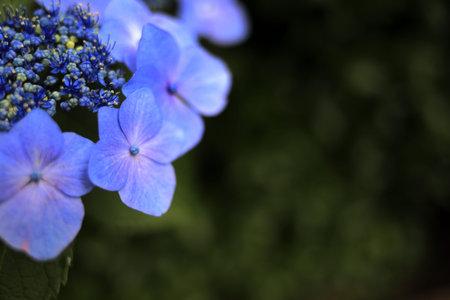 hydrangea macrophylla f.normalis in Kamakura, Kanagawa, Japan (one purple flower) with copy space