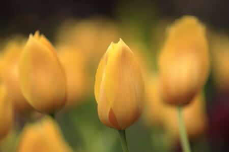tulip field (yellow)の写真素材