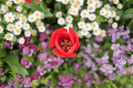 tulip field (red)