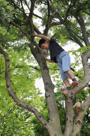 Japanese boy climbing the tree (fifth grade at elementary school)の写真素材