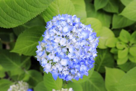 Hydrangea (one bluish purple)の写真素材