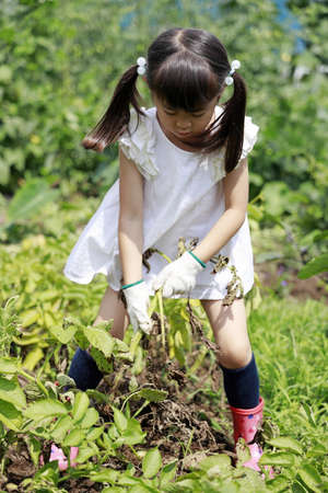 Japanese girl digging potato (5 years old)の写真素材